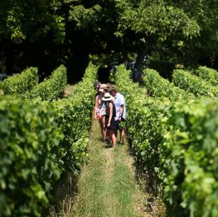 Guided tour wine trail Bordeaux
