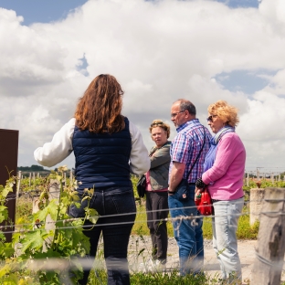 bordeaux tour vino