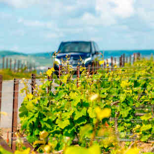 Visit the Burgundy vineyards