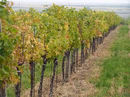 Biodynamic viticulture
