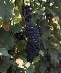 Pinot Meunier