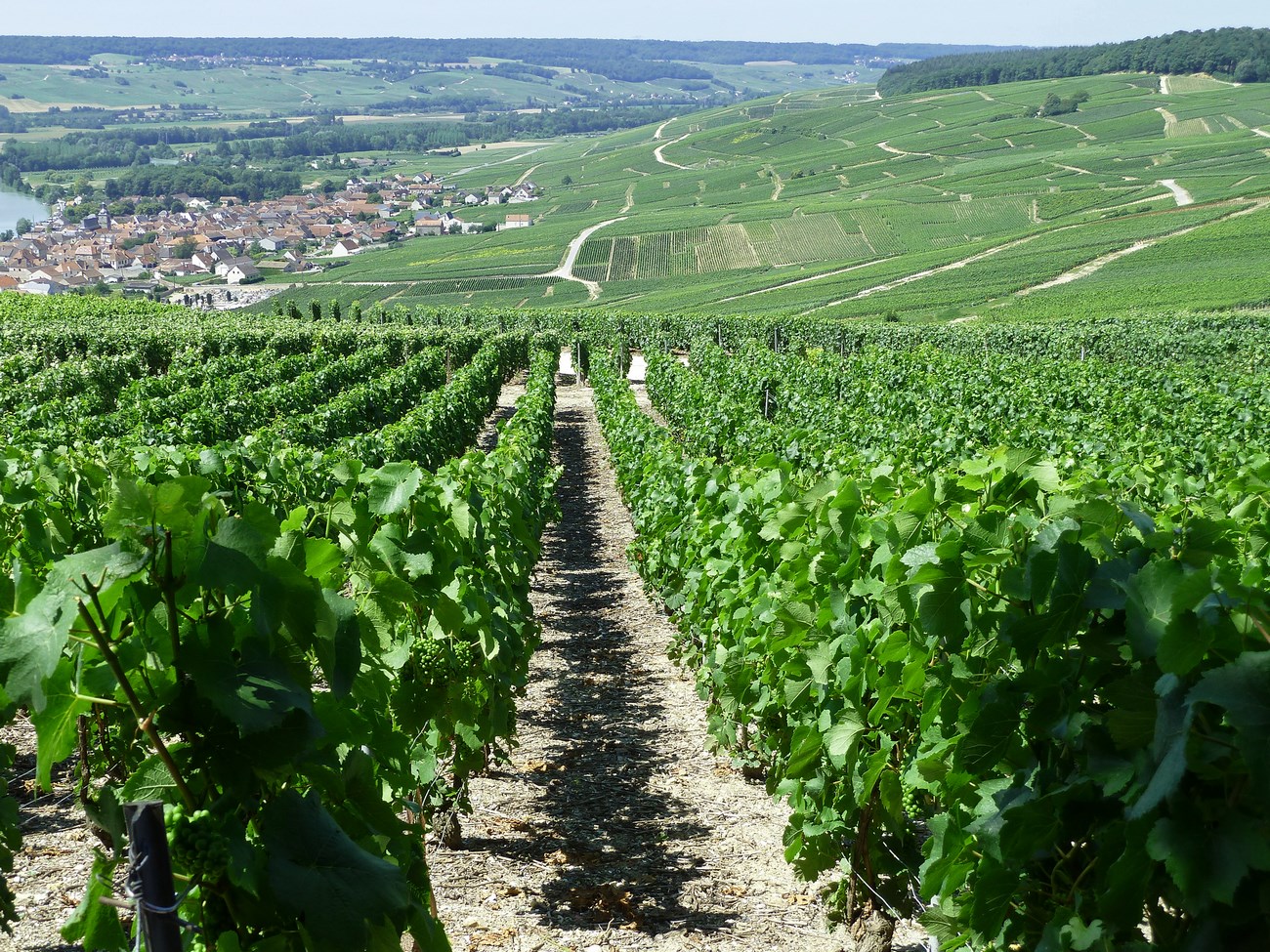 Champagne Vineyard