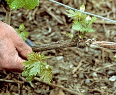 Pricking Out