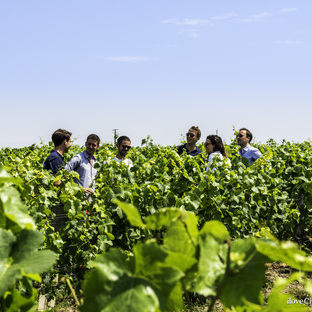 champagne oenology discovery morning