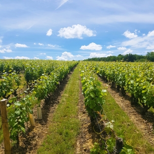 Discovery of the landscapes of the Loire Valley