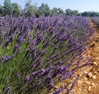 a must-see experience in Provence