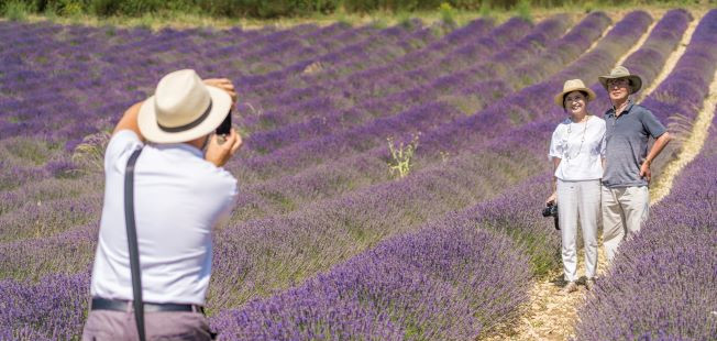 visit to a lavender producer