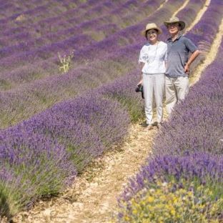 Lavender day tour in Sault