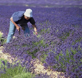 visit to the lavender fields in flower