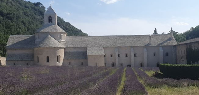 Lavender Afternoon Tour