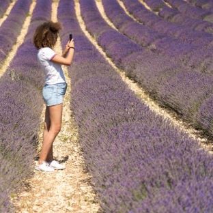 Lavender morning tour in Sault