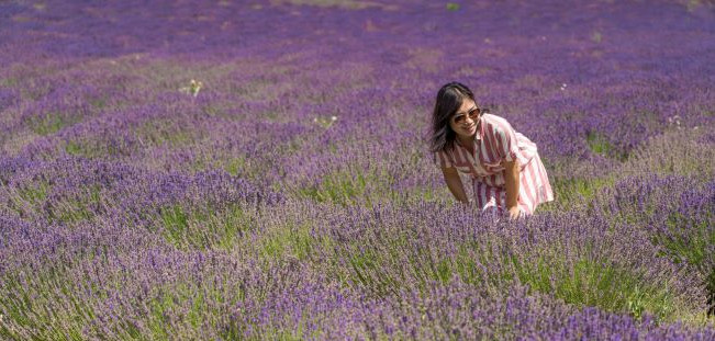 visit to a lavender producer