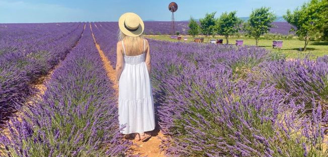 Visit the lavender fields
