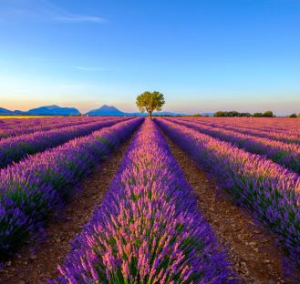 lavender roads