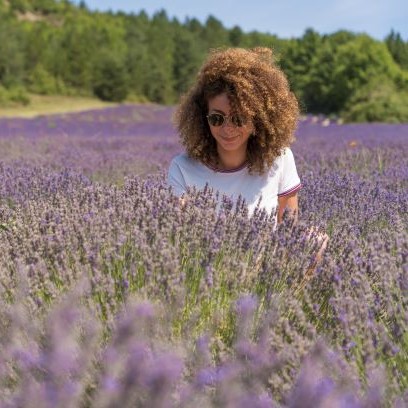 Discover the lavender fields