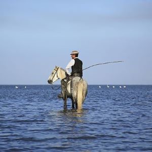 Camargue