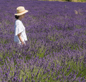 Visite du Plateau de Valensole